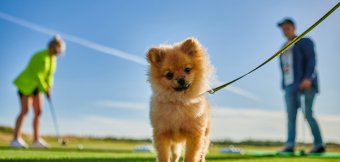 Размещение с животными: Фотография